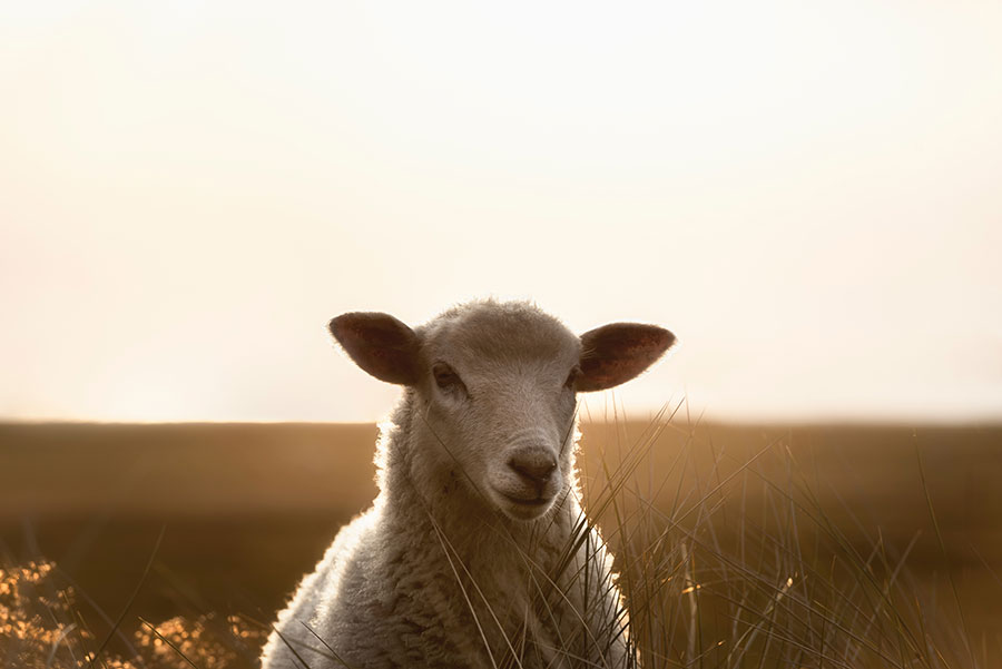 lamb in a field